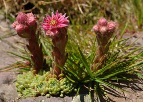 Sempervivum montanum