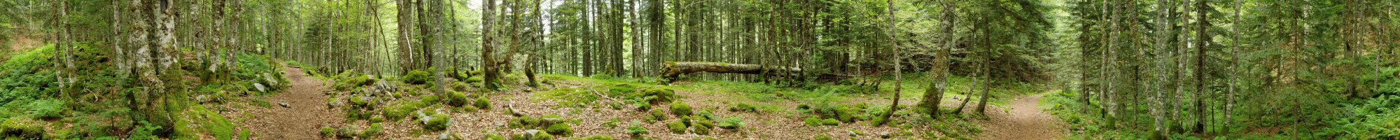Bitet bailaratik igotzen den bideak zeharkatzen duen basoa
