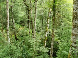 Bitet bailarako basoa