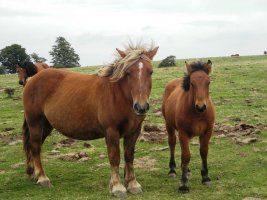 Zaldiak  Lerdengibelen