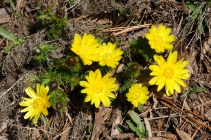 Udaberriko adonia (Adonis vernalis)