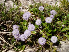 Globularia nudicaulis