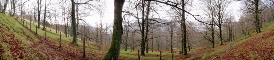 Hego isurialdeko basoa