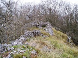 Tontorra ekialdetik ikusita