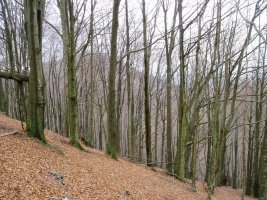 Ipar isurialdeko basoa