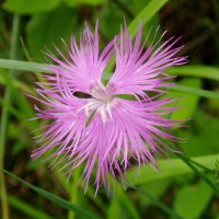 Dianthus hyssopifolius hyssopifolius