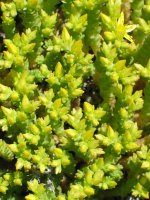 Loratu gabeko adaskak