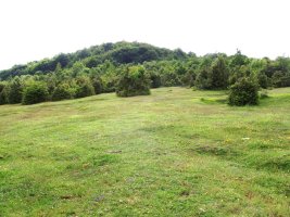 Mendigilgo belardiak