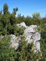 Tontorra, ezpel artean izkutatuta