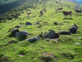 Errekalekuko lepoko harrespil bat