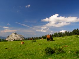 Urkiolagirreko belardiak