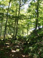 Bide markatua Berrendiko gandorretik hurbil