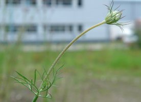 Zabaldu gabeko ginbaila