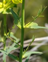 Zurtoina eta hostoak