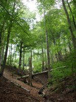 Iratiko basoa, Oriongo lepoaren inguruetan