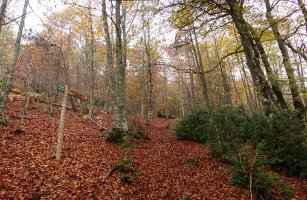 PR baten seinalea, Araxamendiko basoan