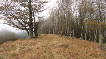 Iparraldeko bizkarra