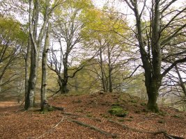 Balenkaleku Ipar trikuharria