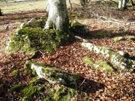 Arantzadia trikuharria