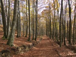 HEko bizkarreko bidea