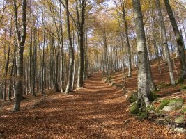 HEko bizkarreko bidea