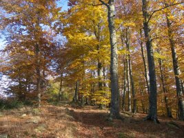 Fagamendiko bizkarreko bidea