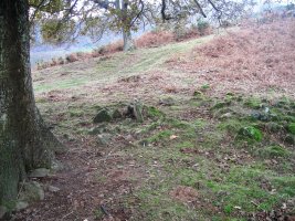 Aitzpulun  trikuharria