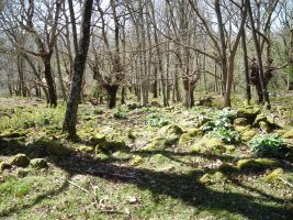 Larraina trikuharria