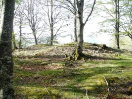 Aubia 2 hego trikuharria