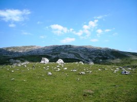 Zeontza  trikuharria