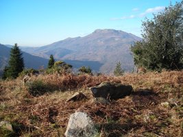 Larria IV  trikuharria