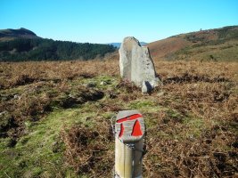 Soroaundi trikuharria