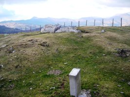 Pilotasoro trikuharria