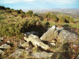 Altsaan  3  trikuharria