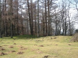 Pittarre harrespilak