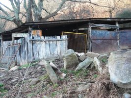 Arrixabale  trikukarria