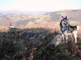 Akelarre trikuharria