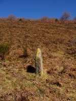 Mendigibelgo zutarria, Coronako hego-ekialdean