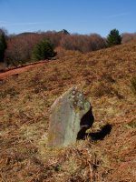 Mendigibelgo zutarria, Coronako hego-ekialdean