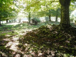 Ostalaza 2 eremu tumularra