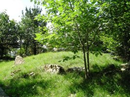 Arreginea harrespila