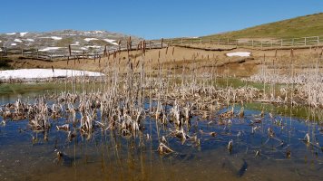 Putzuetan ohikoa den landaretza egokitu zaio: ezpata-ihia.