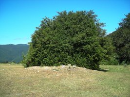 Gurutxaga eremu tumularra