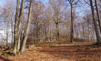 Gailurra pagadiaren erdian