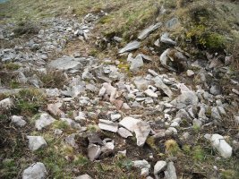 Latargi  3 trikuharria