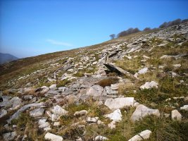 Latargi  5  trikuharria