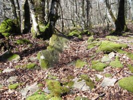 Bixurdiñeta 3  trikuharria