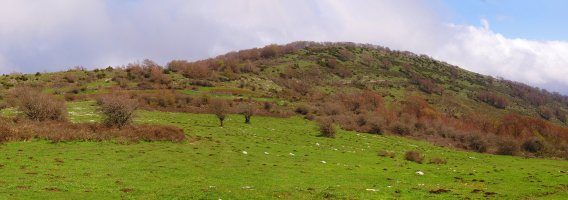 Ugagibel Zelane lepotik