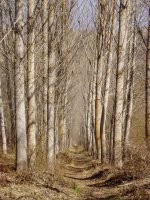 Bideko pasarte bat Pesquera de Ebrotik gertu