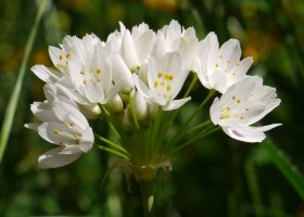 Riezu, Nafarroa, maiatzaren erdialdean.